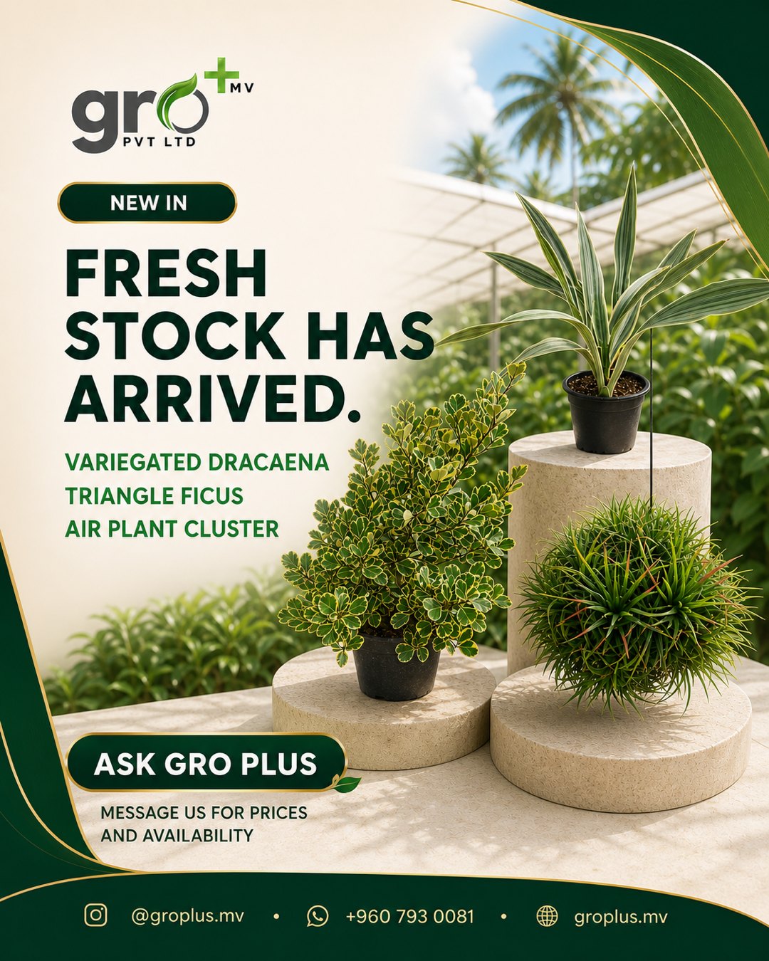 Gro Plus MV fresh stock campaign post