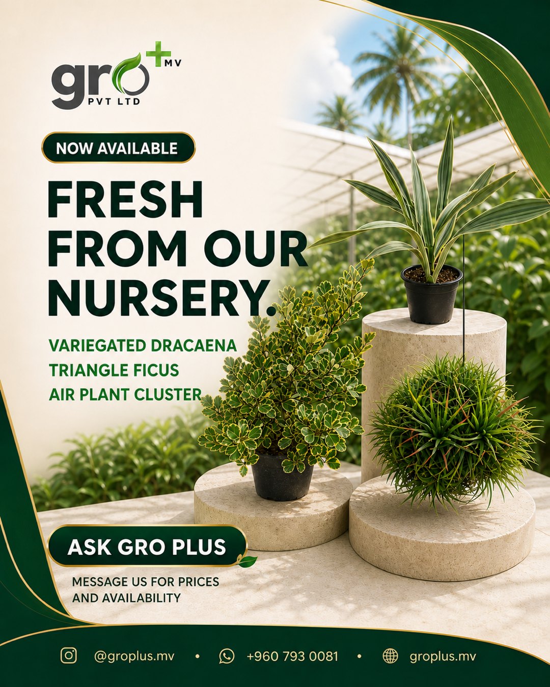 Gro Plus MV nursery campaign post